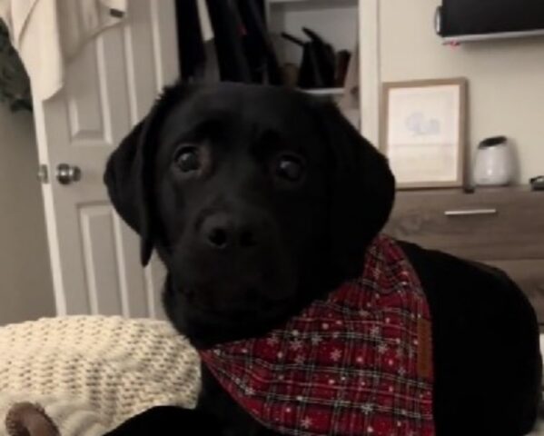 Il modo in cui il Labrador reagisce a questa specifica parola fa impazzire tutti