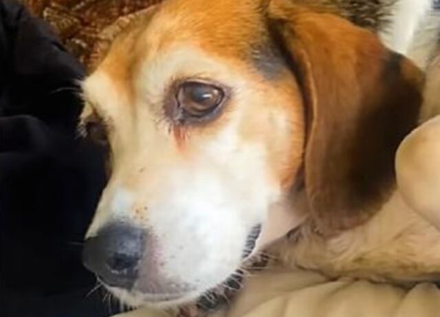 La coppia guida per ore e ore pur di salvare il Beagle anziano che delle persone stavano regalando su Facebook