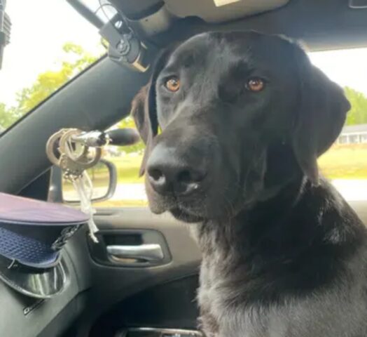 La poliziotta salva il cane randagio, ma sulla strada per il rifugio prende una decisione meravigliosa