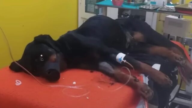La proprietaria se n’è andata, lasciando il suo povero cane malato di cancro nella gabbia – Video