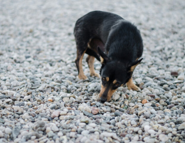 La scienza per il naso dei cani: vi siete mai chiesti come funziona l’annusamento?