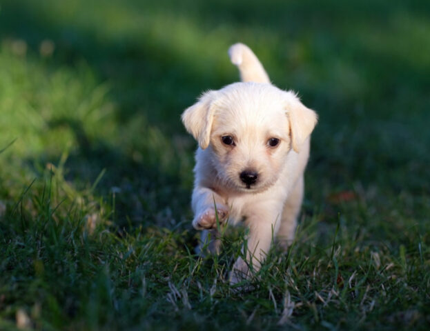 Lo dicono gli studi: quando prendi un nuovo cucciolo è quasi come se avessi un neonato