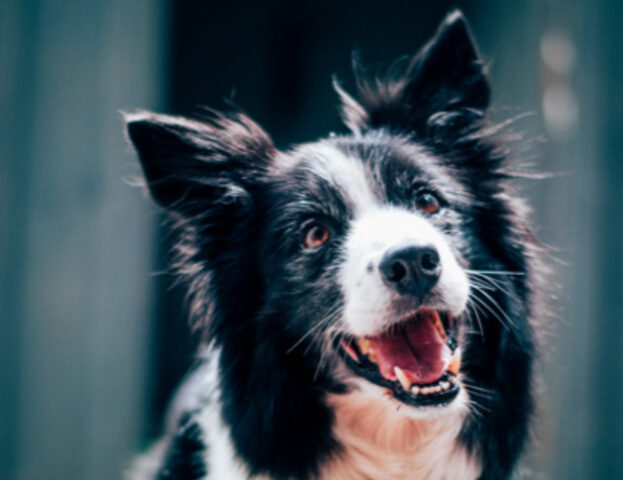 Non sono sempre innocenti: i nostri cani sanno ingannarci per ottenere quello che vogliono