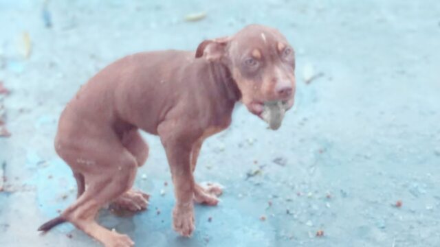 Nonostante la mascella rotta, il cucciolo di cane ha cercato di inseguire la macchina dell’uomo che lo ha abbandonato – Video