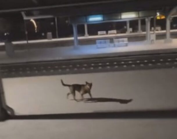 Ogni giorno questo pendolare fa il possibile per dare a mangiare a un cane che vive alla stazione