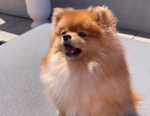 Organizzano una grigliata, ma pensano subito al cane: il Pomerania non rimane certo deluso