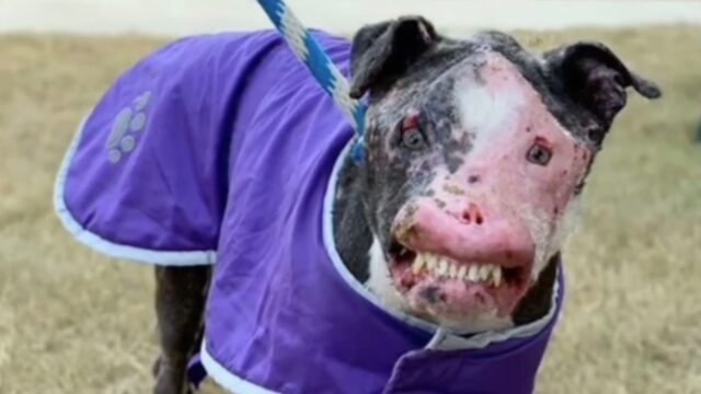 Per via del suo aspetto tutti temevano e ignoravano questo povero cane – Video
