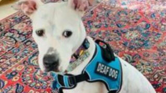 Nessuno pensava che questo cane sordo avrebbe trovato casa, invece ha imparato il linguaggio dei segni e c’è riuscito