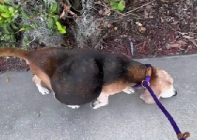 Quando l’hanno trovata, la cagnolina aveva una massa così grossa che non potevano crederci