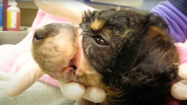 Quando lo hanno trovato pensavano non ci fosse nulla da fare, invece il cucciolo di cane aveva ancora speranze – Video