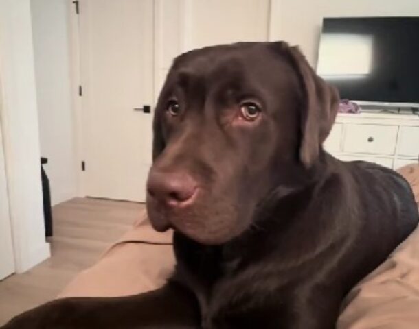 Questa padrona spiega benissimo cosa significa guardare il tuo cane appena sei sveglio al mattino