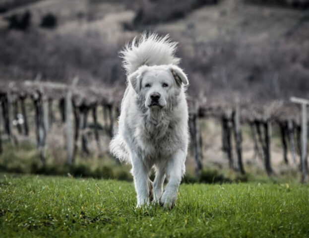 Questa razza di cani è unica nel suo genere anche per il compito che svolge