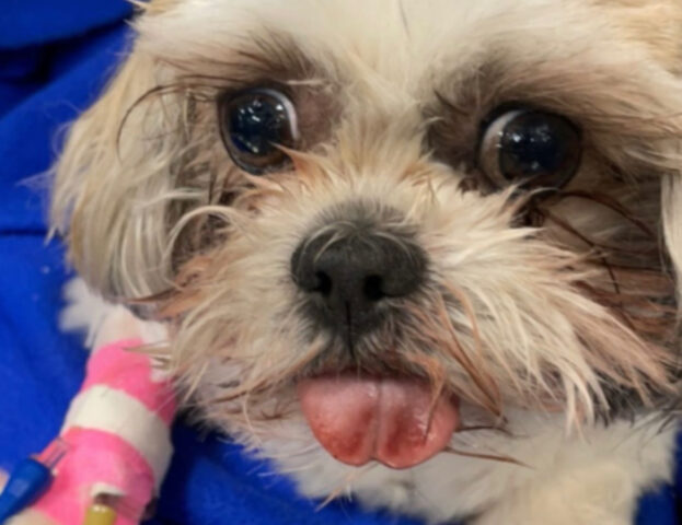 Questi sono gli (adorabili) musetti dei cani appena risvegliati dall’anestesia
