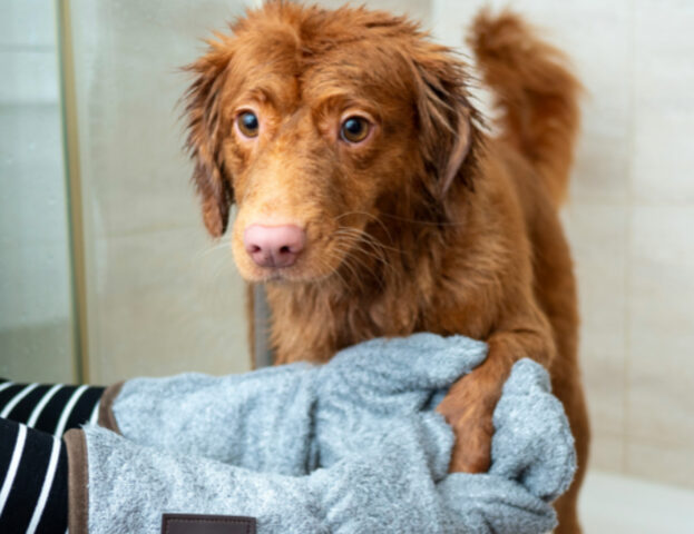 Questi sono i trucchetti per riuscire a far profumare il tuo cane (senza per forza lavarlo)