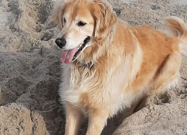 Questo Golden Retriever è rimasto smarrito per ben 15 giorni, lo hanno ritrovato intento in una bella nuotata
