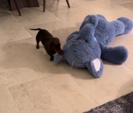 Questo cane riesce in un’impresa apparentemente impossibile e fa impazzire chiunque lo guardi