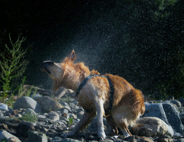 Sì, ci sono dei motivi per cui i nostri cani puzzano così tanto quando si bagnano