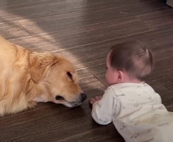 Una storia di riscatto: il Golden Retriever che aveva paura di tutto adesso è il babysitter perfetto