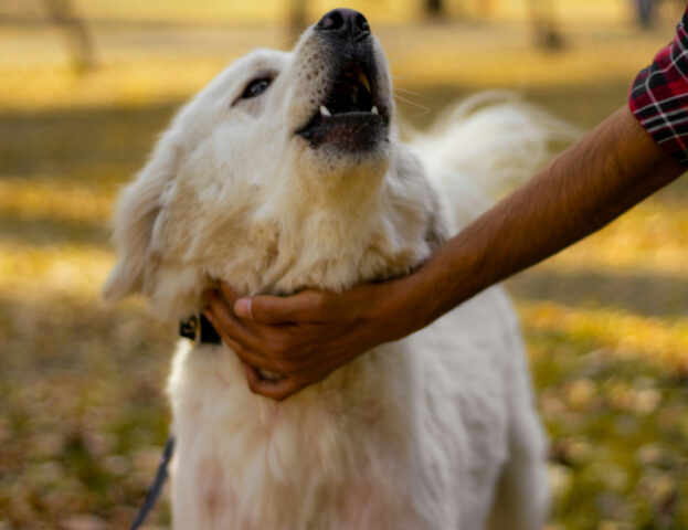 Volete educare il vostro cane? Le ricerche dicono che servono le carezze