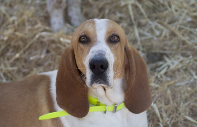 Adottare un cane dai canili e ricevere un contributo: succede a Udine