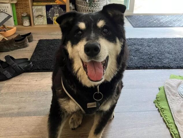 Anziano cane abbandonato in un canale rinasce grazie a una persona speciale