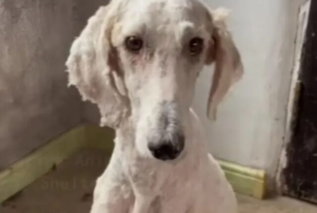 Era un cane di razza che dopo tanto dolore non riusciva più a fidarsi di nessuno: c’è voluto del tempo per cambiare le cose