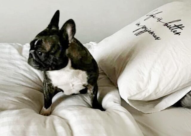 Bulldog francese rapito ad Argegno: la famiglia cerca Olivia