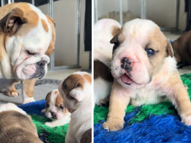 La favola della buonanotte? Non è solo per i bambini e questi cuccioli di Bulldog ne sono la prova