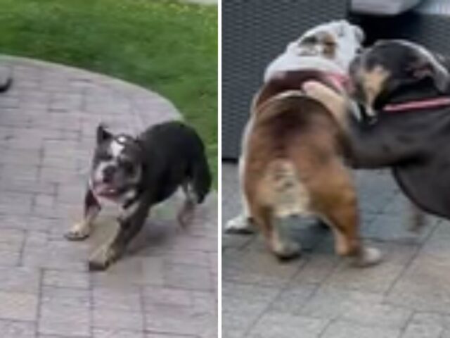 Il Bulldog che guarda gli scatti mattutini dei cuccioli è una perfetta dimostrazione d’indifferenza