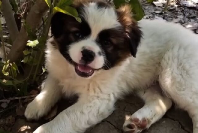 Mamma cane tremava sotto la pioggia, ma abbracciava i suoi cuccioli cercando di tenerli al caldo