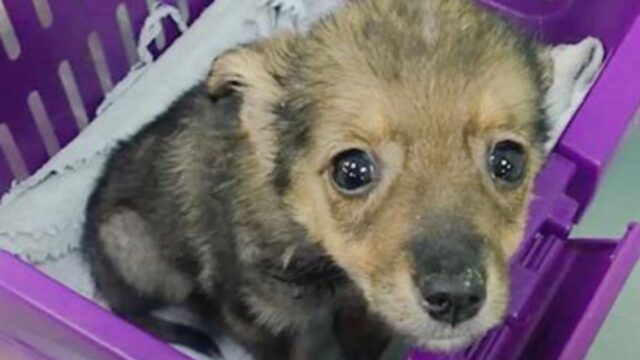 Il cucciolo di cane viene lasciato in un cestino, ma individua subito una bambina da cui non si separerà più