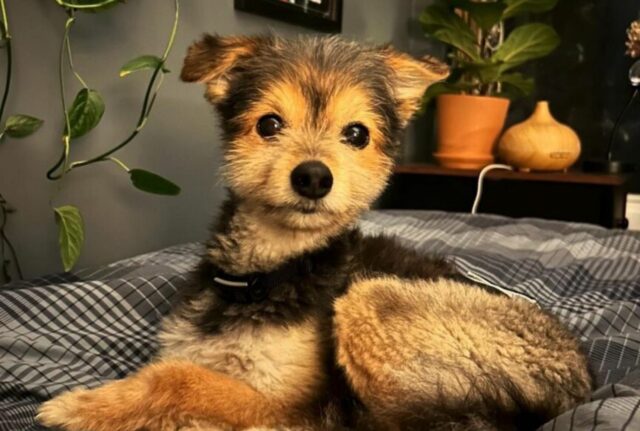 Sì, sembra proprio un cucciolo di cane ma non lo è affatto