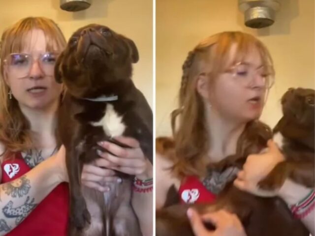Questo cane è frutto di un incrocio unico e chi lo scopre non può fare altro che innamorarsene