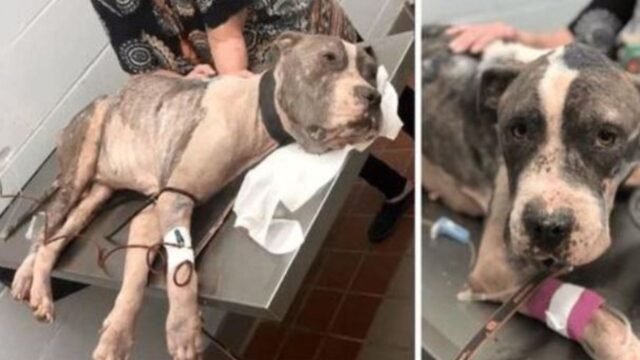 Il cane affamato, ormai a un passo dalla fine, riesce a liberarsi dalle catene e a invocare aiuto