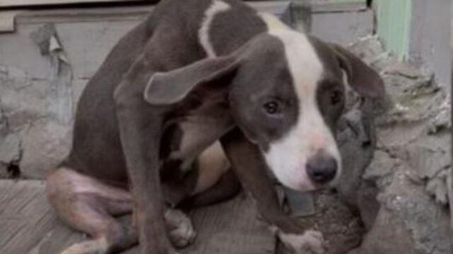Il cucciolo di cane sembrava destinato a essere sempre depresso e infelice: il colpo di scena era dietro l’angolo