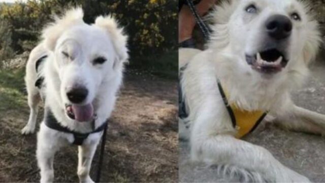 Dopo anni e anni di maltrattamento e abusi, finalmente questo cane riesce a ottenere l’amore di cui ha bisogno