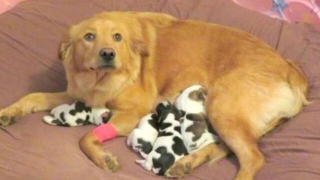 Degli operai hanno trovato questa Golden Retriever così, mentre dava alla luce i suoi cuccioli pezzati
