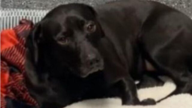 Un dolore profondissimo: dopo 900 giorni d’attesa il cane viene adottato, ma torna al rifugio solo il giorno dopo