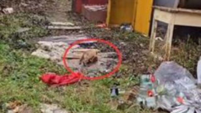 Il volontario cerca per due giorni un cucciolo di cane che aveva visto per caso, solo per trovarlo nel posto peggiore