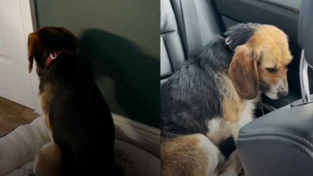 Lo hanno adottato con tanto amore, ma il cane era talmente ferito che non riusciva più a fidarsi