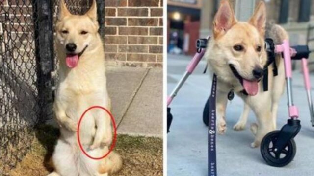 Nata con le zampe anteriori deformi, questa cagnolina può adesso tornare a vivere la gioia di camminare