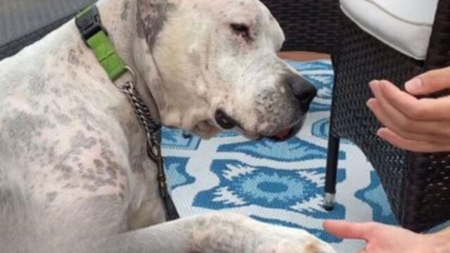 Il cane è stato ritrovato accanto al suo padrone deceduto, ma ora sta imparando ad amare di nuovo