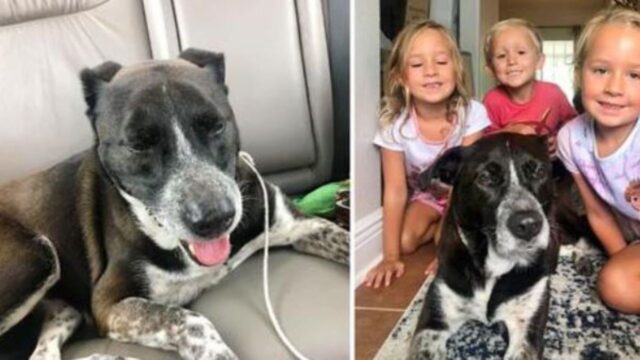 Delle persone buone riescono a ritrovare la famiglia di questa cagnolina e fanno di tutto per riunirli