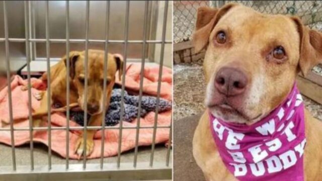 Dopo aver smarrito il cane, i suoi proprietari avevano promesso di riprenderlo una volta arrivato in rifugio: non è mai successo