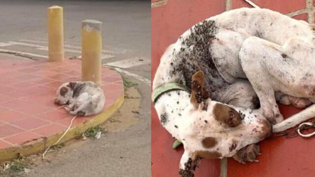 Lo hanno trovato così: il cane era sul ciglio della strada, collassato e pieno di zecche