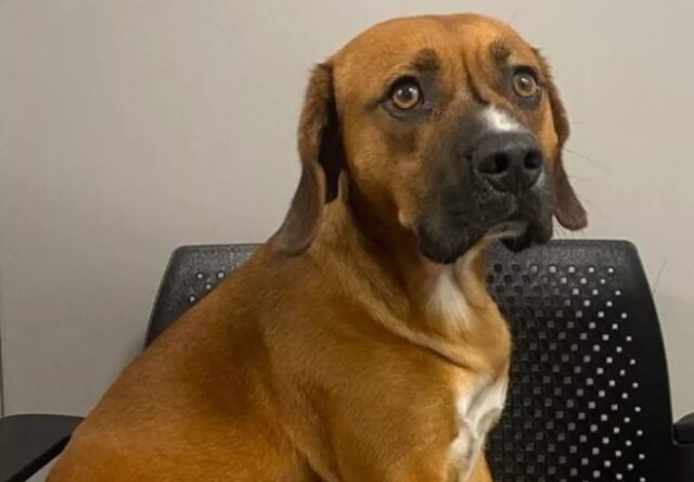 Cane abbandonato all’aeroporto di Santiago: ecco il suo viaggio migliore