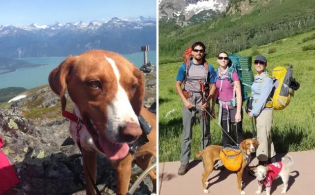 Mentre erano in vacanza trovano un cane affamato: ora vive la sua vita migliore dall’altra parte del mondo (VIDEO)