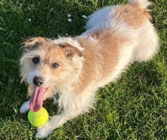 Il cane appassionato di palline da tennis: per la proprietaria è un problema