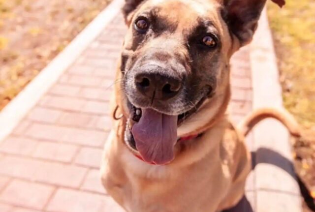 Per anni questa cagnolina ha visto adottare tutti gli altri cani del rifugio, ma per lei non è arrivato nessuno