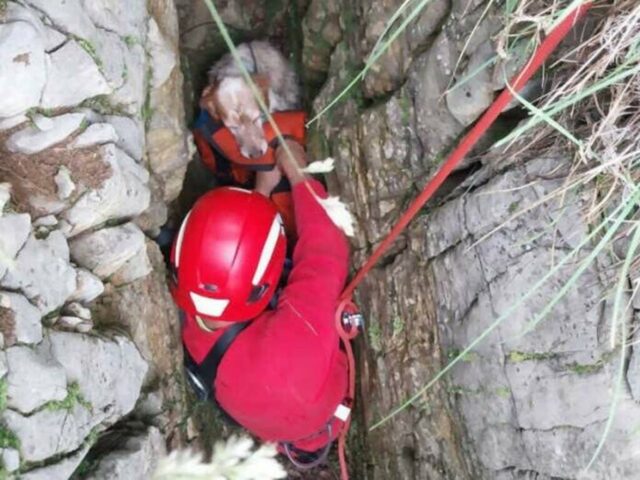 Cane caduto nel crepaccio salvato dai Vigili del Fuoco